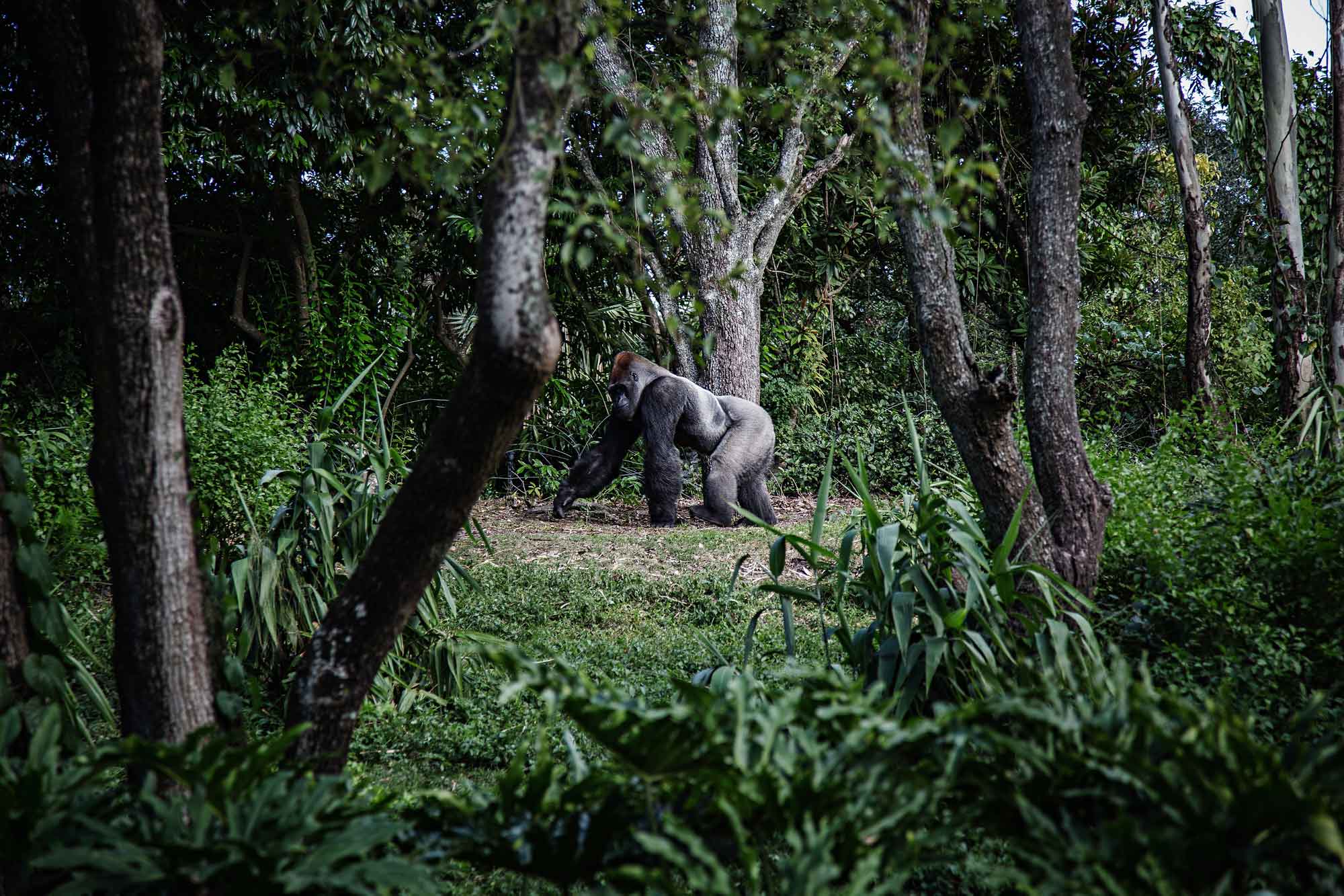 Uganda-Gorillas