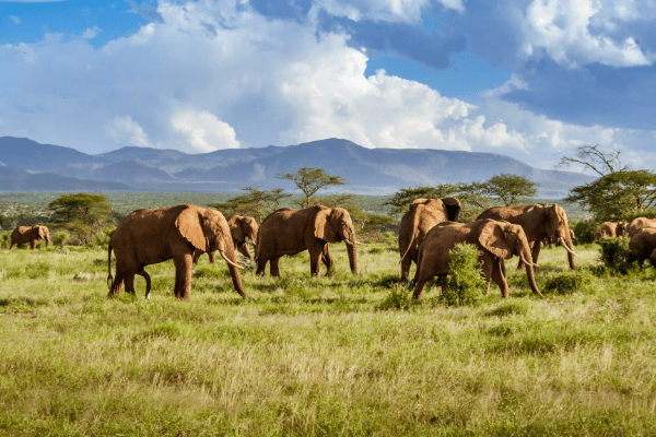 Kruger National Park Elephants Elephants walking through grassland with mountains behind them in Kruger National Park