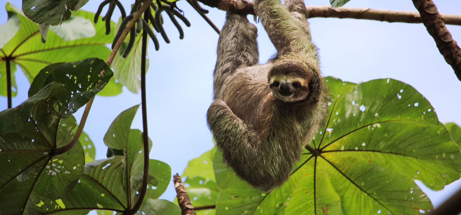 Sloth in Costa Rica Sloth Hanging from a tree