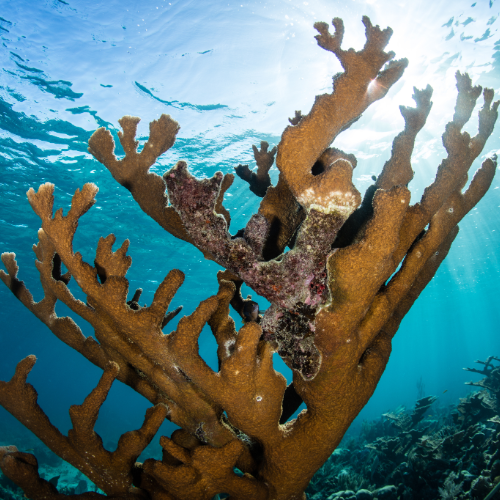 STEM Tour Ideas – belize-2
