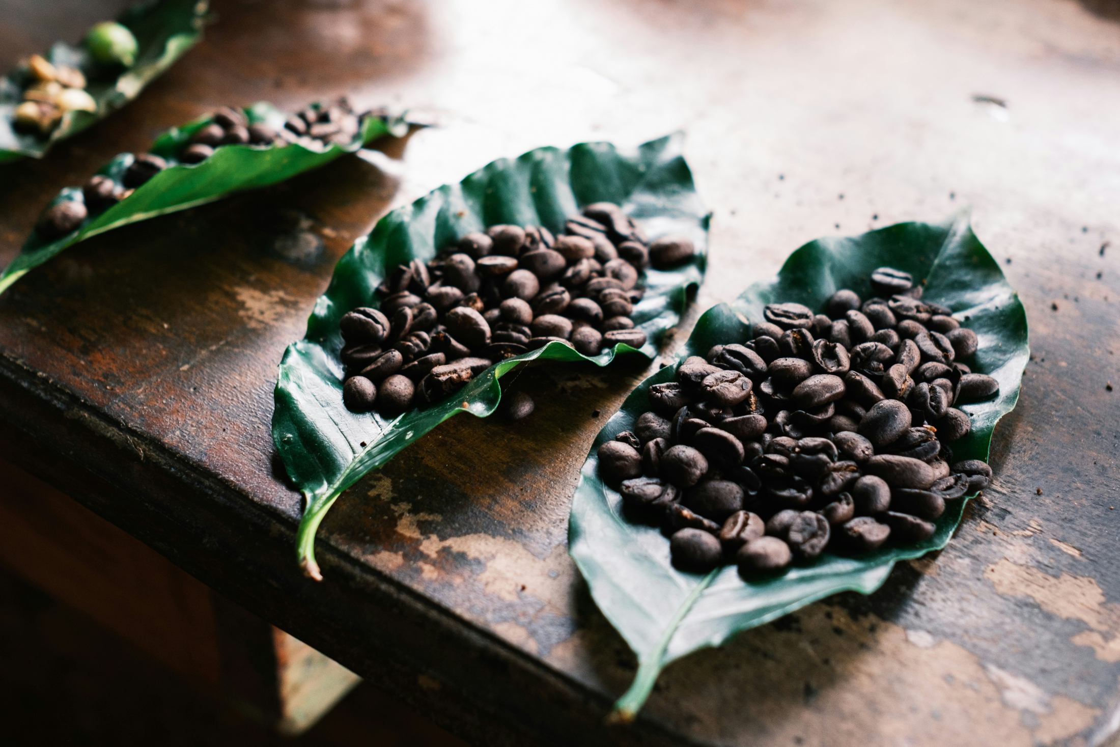 Coffee leaves and coffee beans